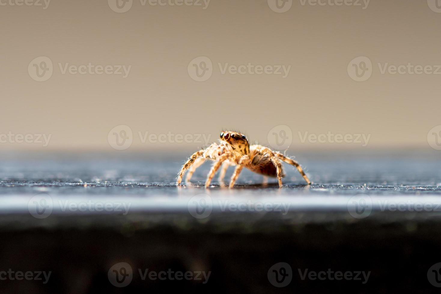 Spider insect natural on wall background photo