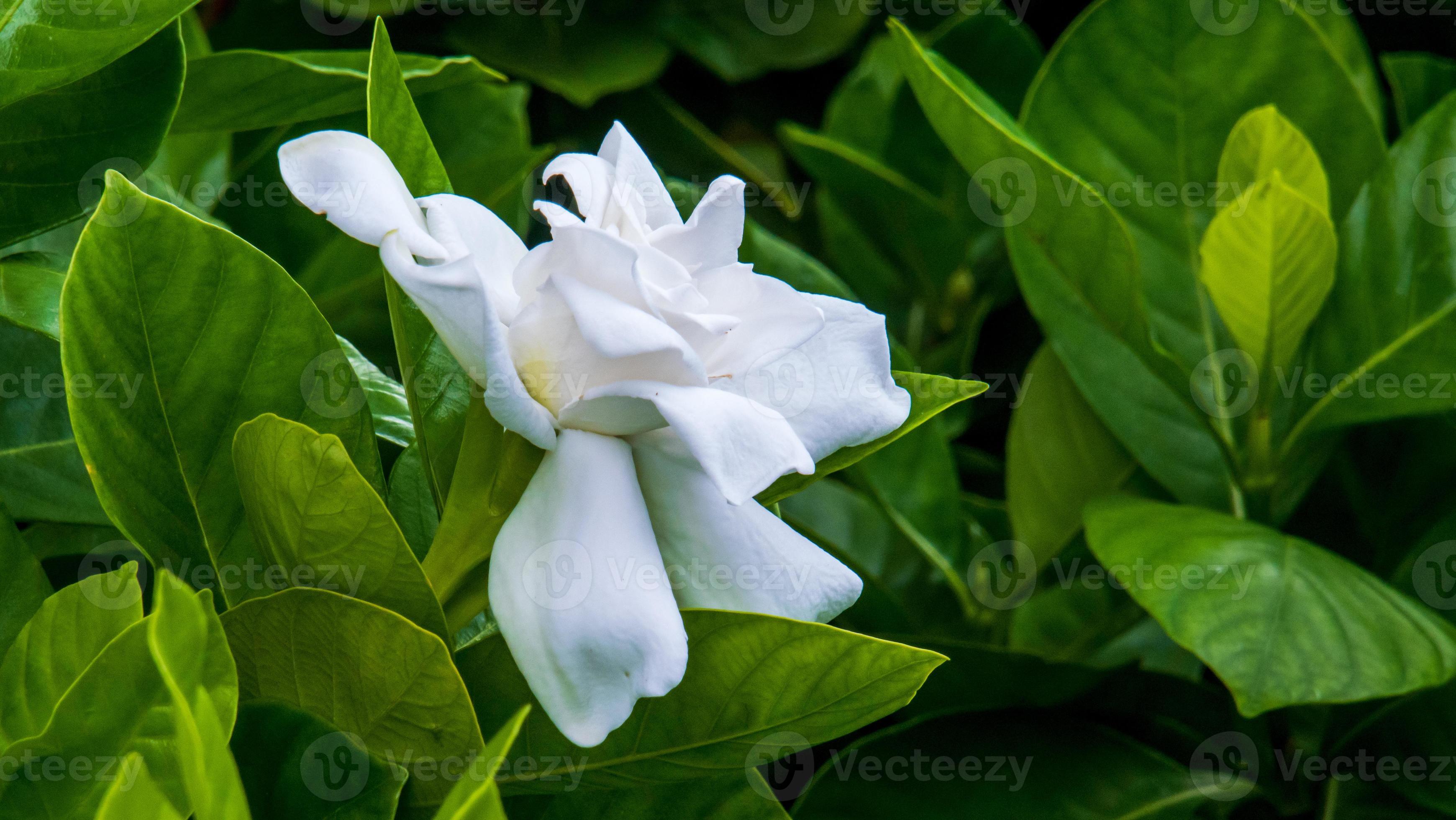 flor de gardenia blanca. jazmín del cabo en flor. la gardenia jasminoides. 10376012 Foto de stock en Vecteezy flor de gardenia blanca. jazmín del cabo en flor. la gardenia jasminoides. 10376012 Foto de stock en Vecteezy