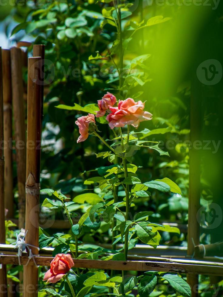 pink rose flower blooming in nature background photo