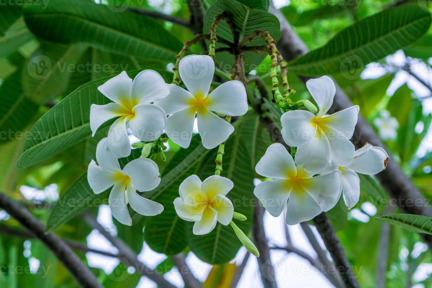 Frangipani, Plumeria, Temple Tree, Graveyard Tree in the garden photo