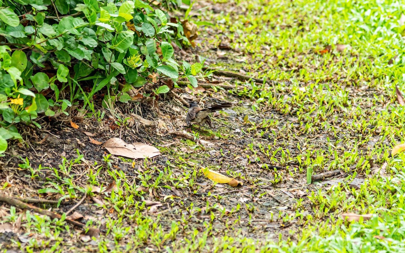 Pied Fantail in the garden nature background photo