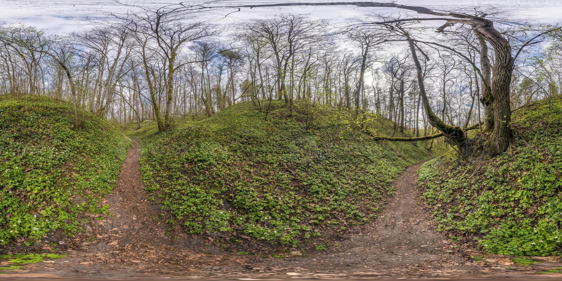 Full spherical seamless hdri panorama 360 degrees angle view on path in ravine among deciduous forest with spring flowers in equirectangular projection, VR AR content photo