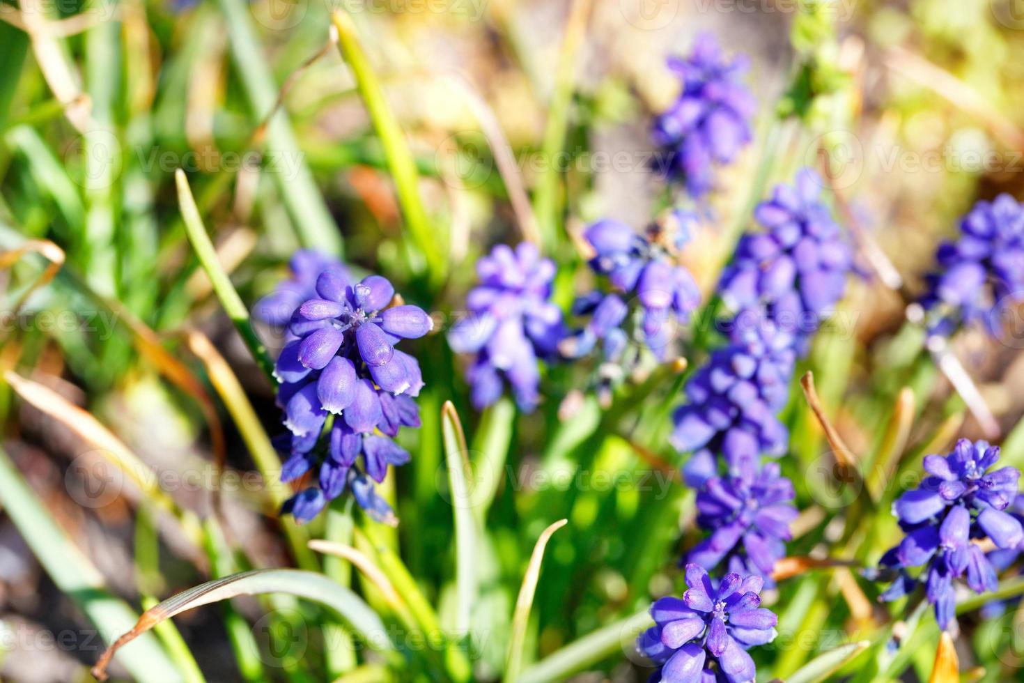 Blue grape hyacinth flowers in the garden in soft focus. photo