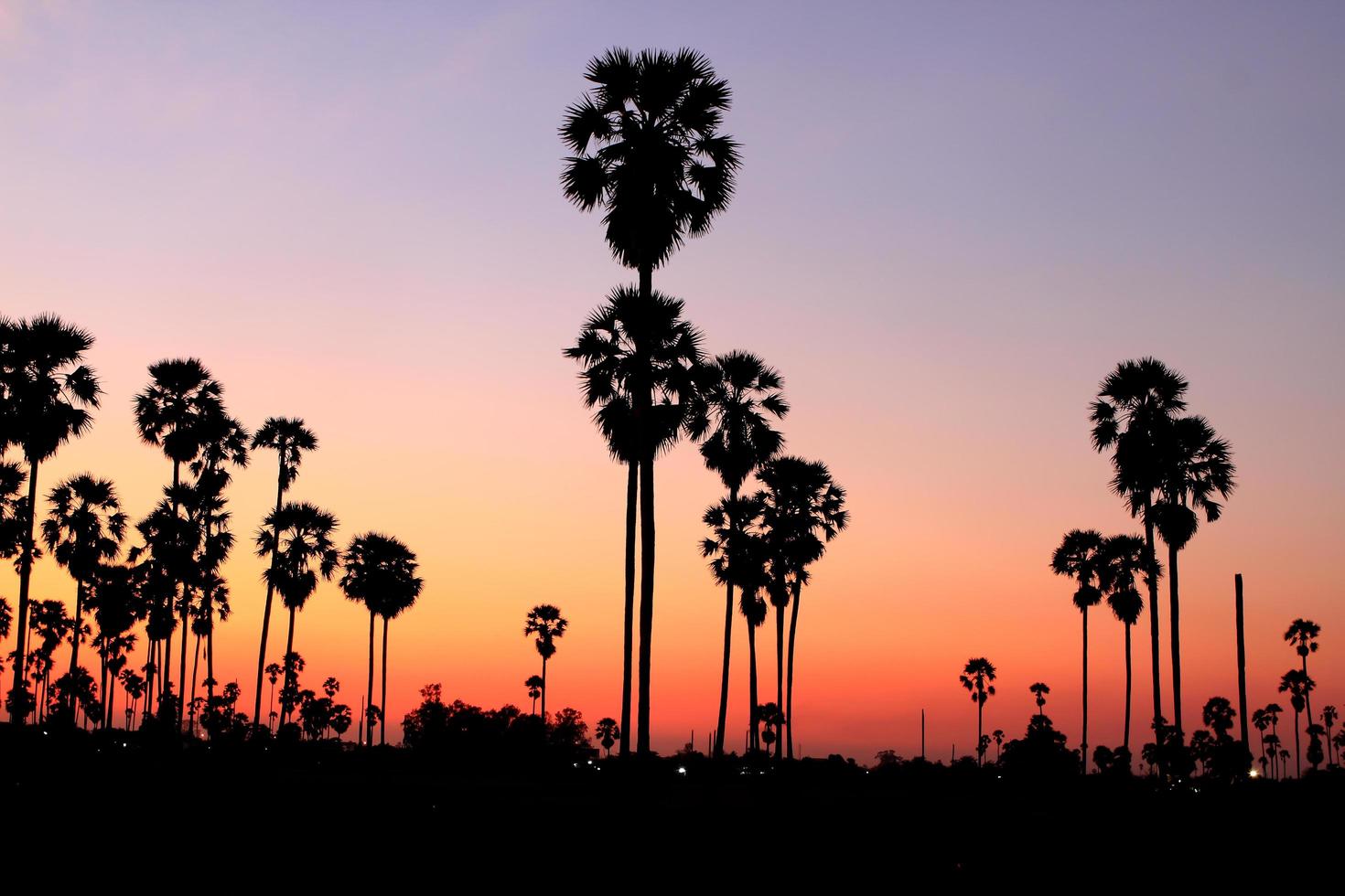 Silhouette palm trees at sunset photo