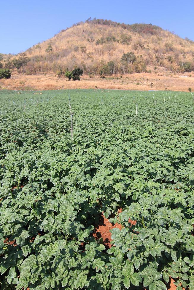 Rows of recently sprouted potatoes growing in a field photo