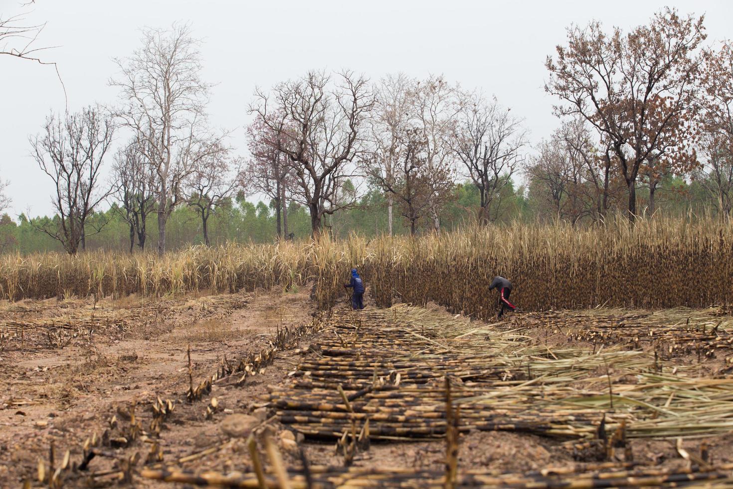 Sugarcane field fired photo