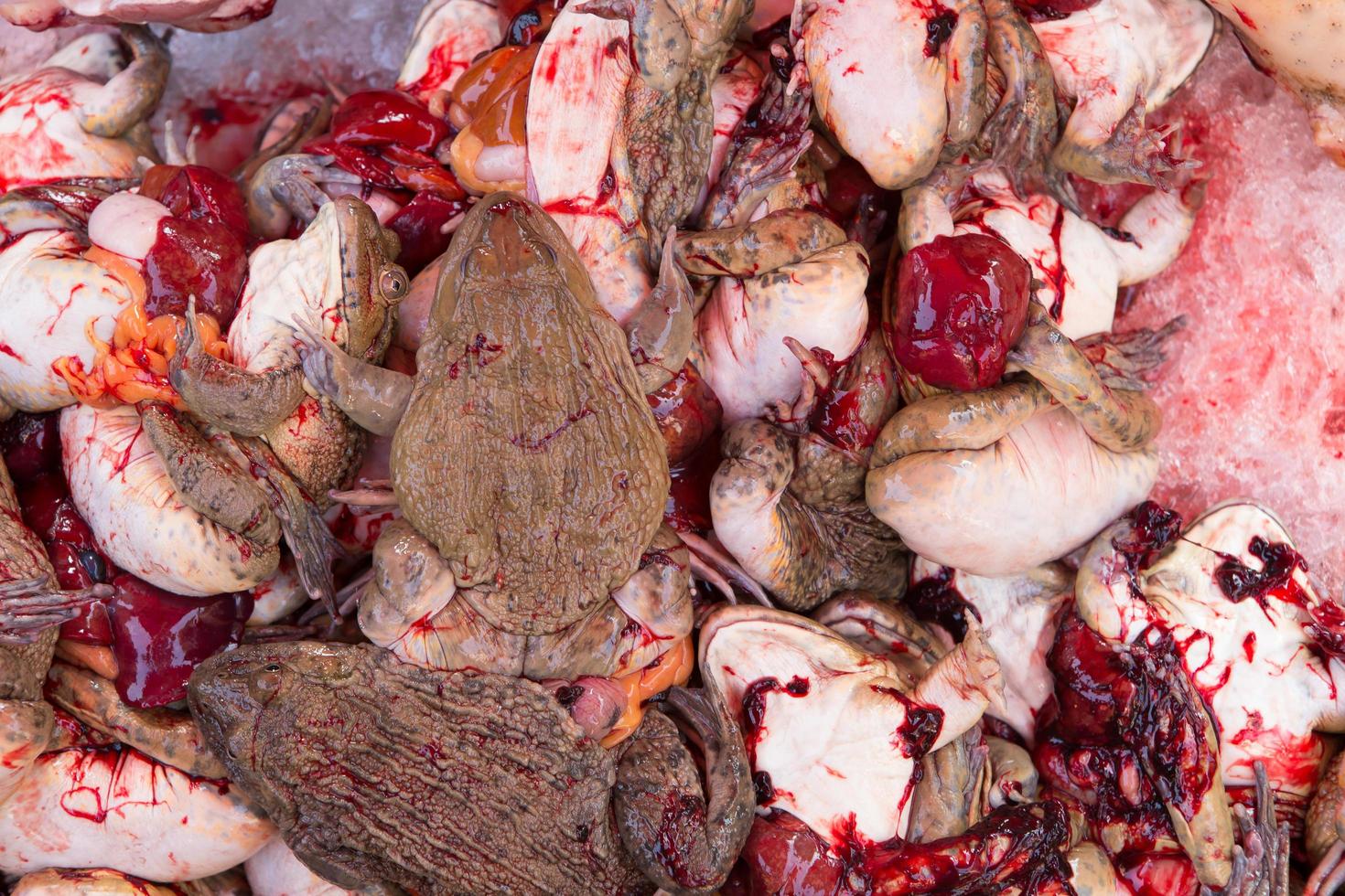 frogs for sale at thailand food market photo