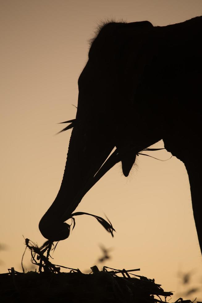 asia elephant in the forest at sunset photo