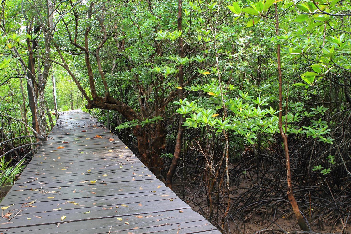 Wood path way among the Mangrove forest, Thailand photo