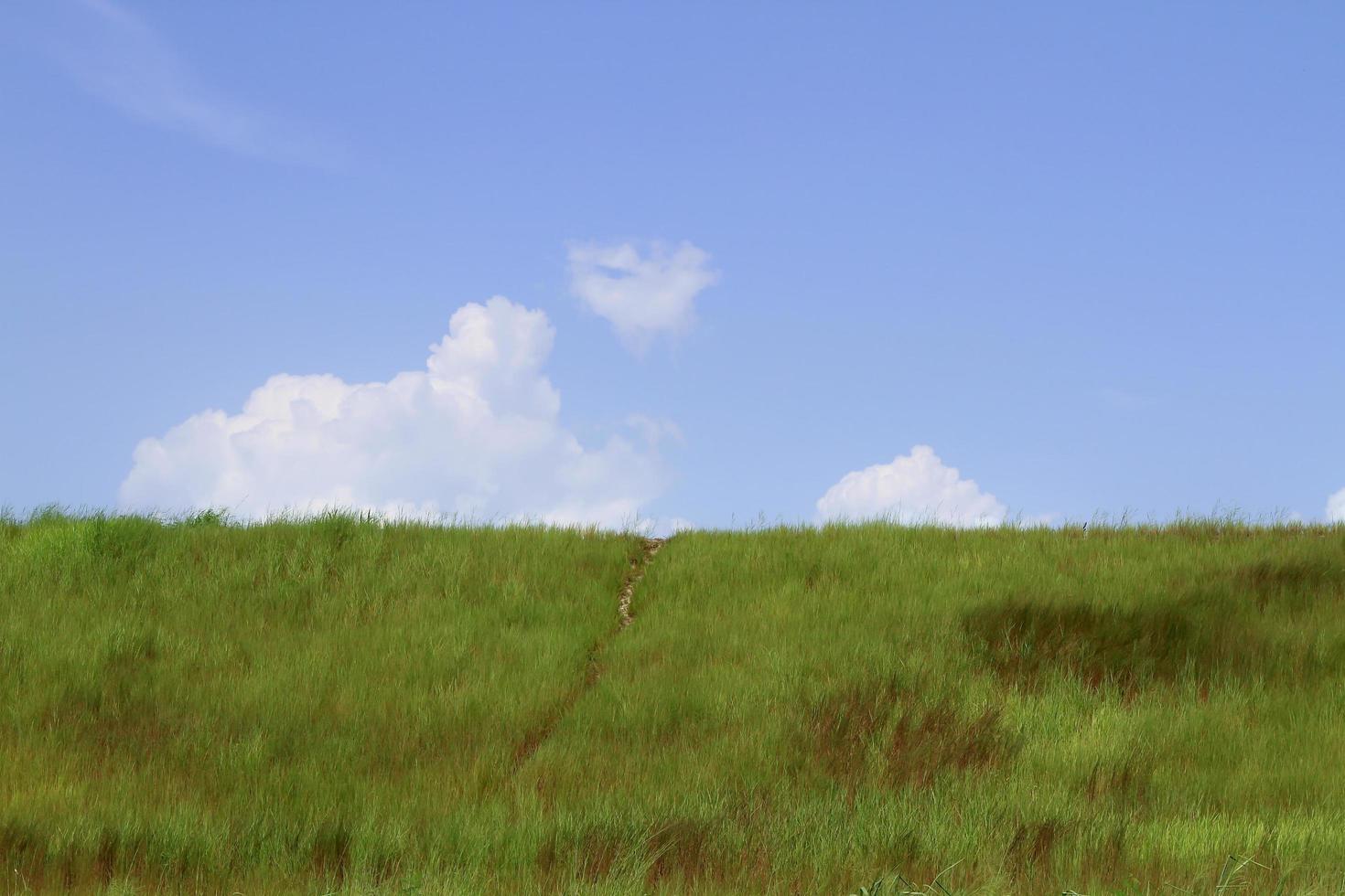 Field of green grass and sky photo