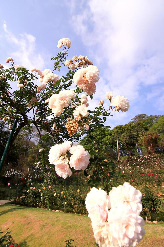 White roses - Alba,against blue sky. 10381845 Stock Photo at Vecteezy