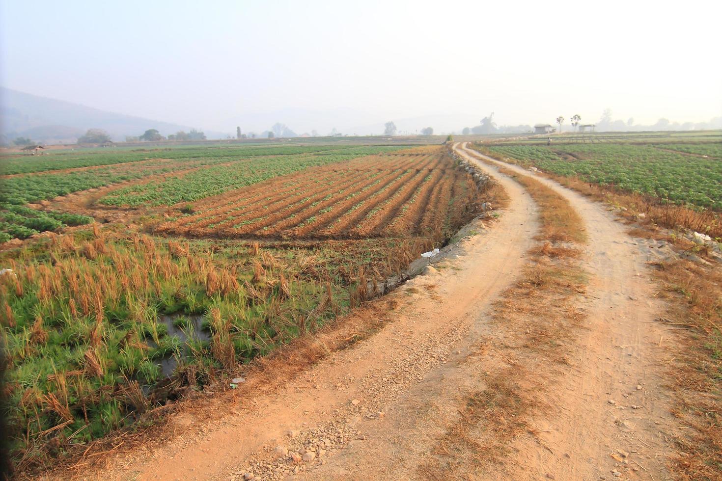 Rows of recently sprouted potatoes growing in a field photo