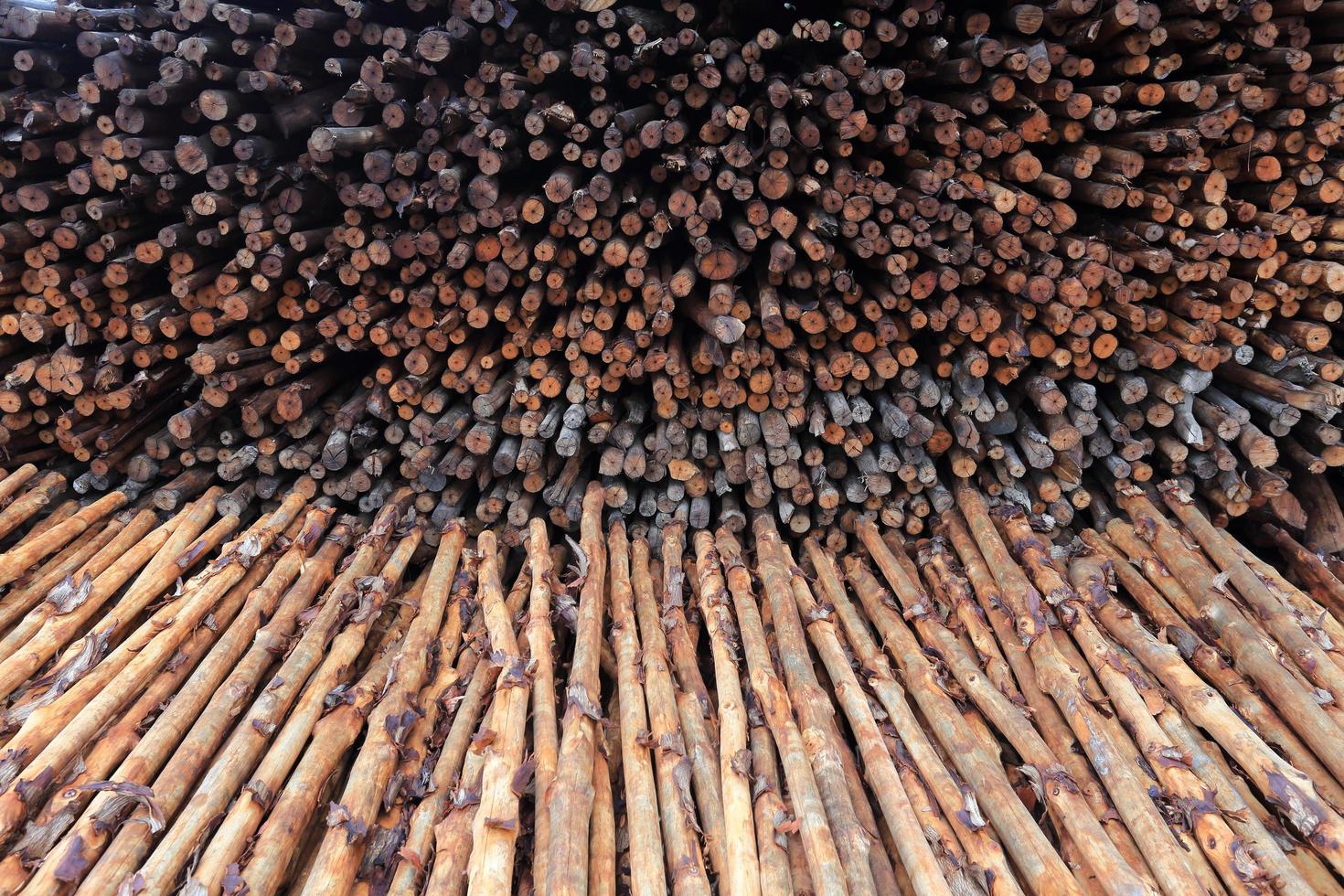 mangrove wood to be processed as charcoal photo