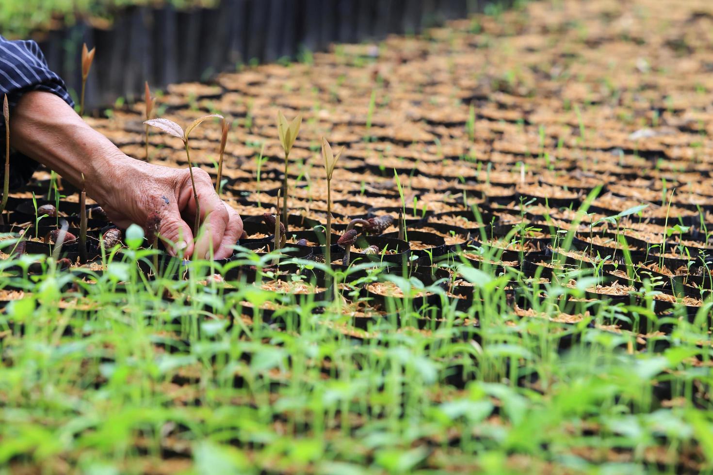 female hands hold a young seedling photo