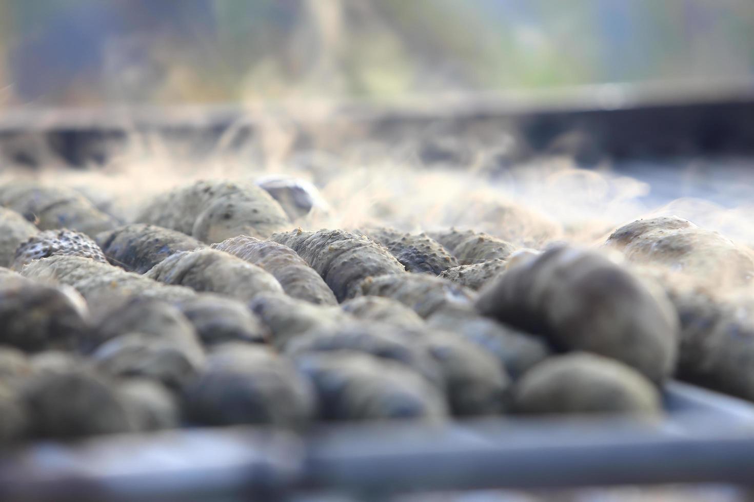 Drying Sea Cucumber Outdoor photo