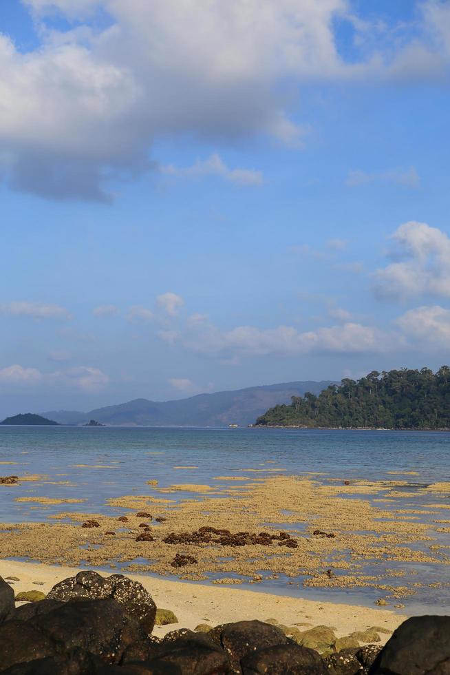 Corals in shallow waters during low tide photo