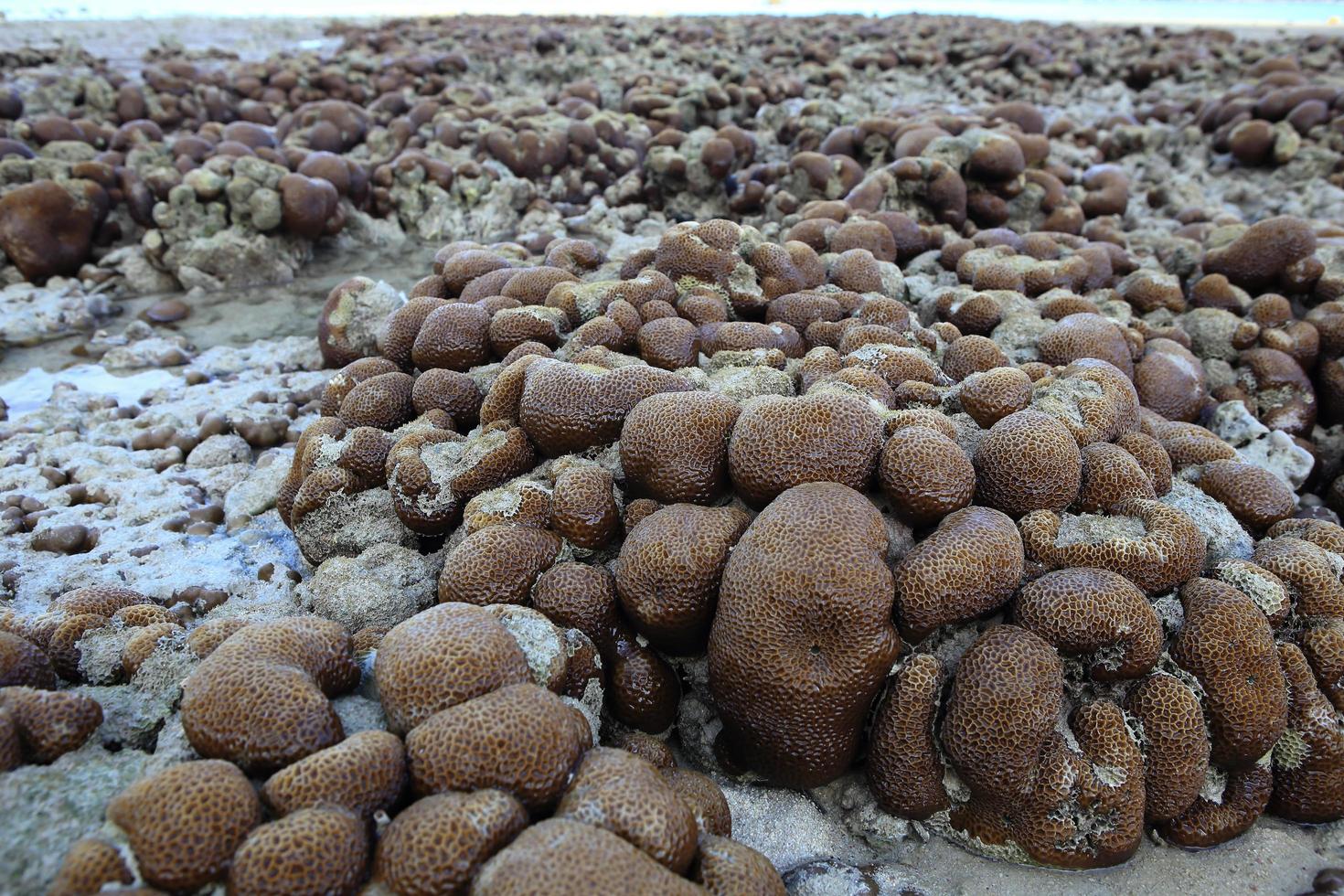 Corals in shallow waters during low tide photo