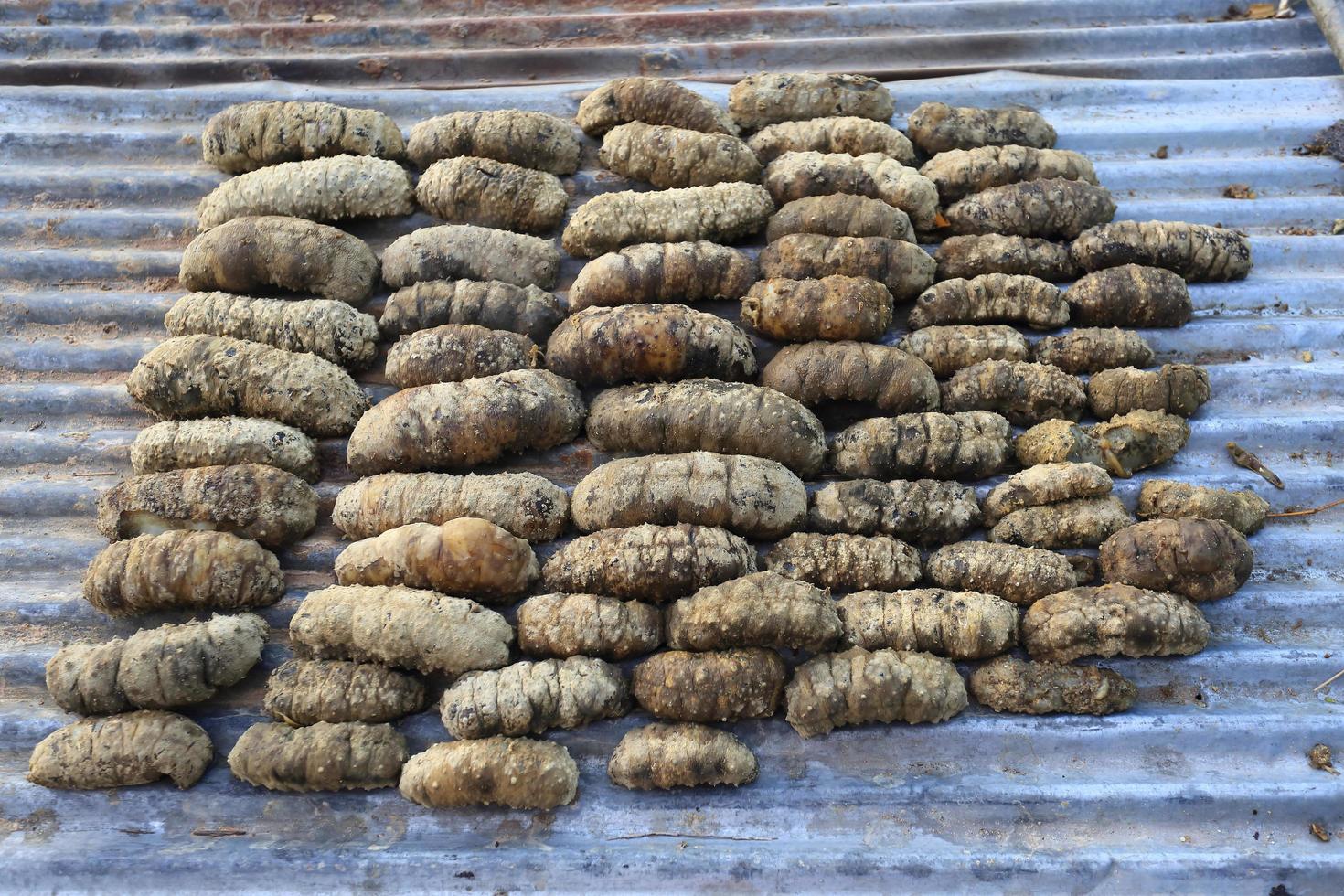Drying Sea Cucumber Outdoor photo