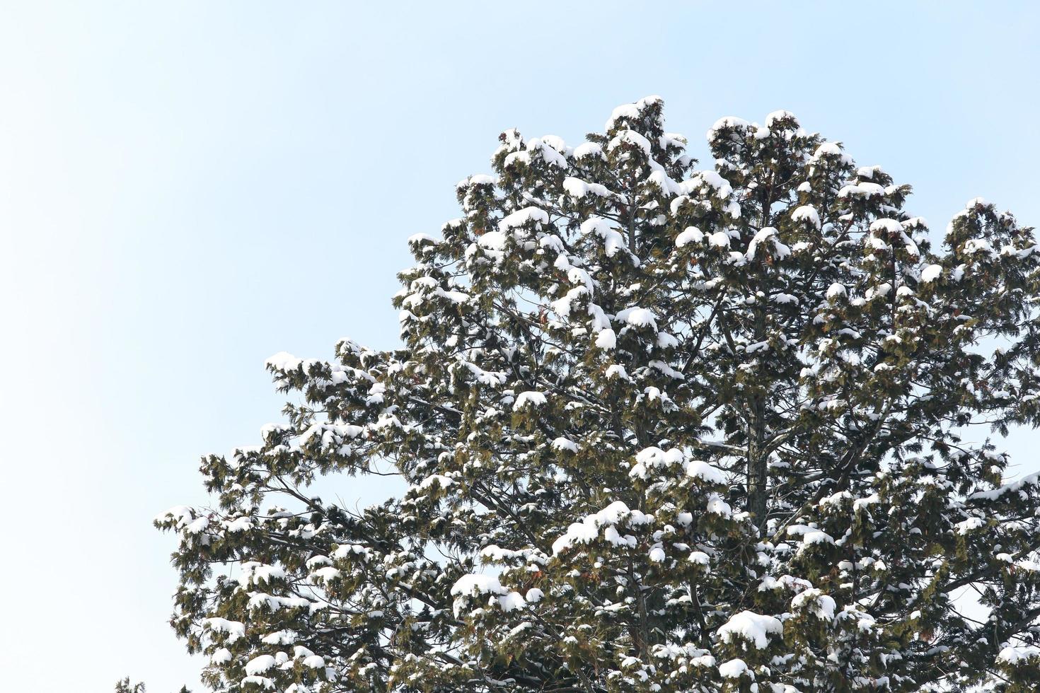 Winter scene, snow on pine branches. photo