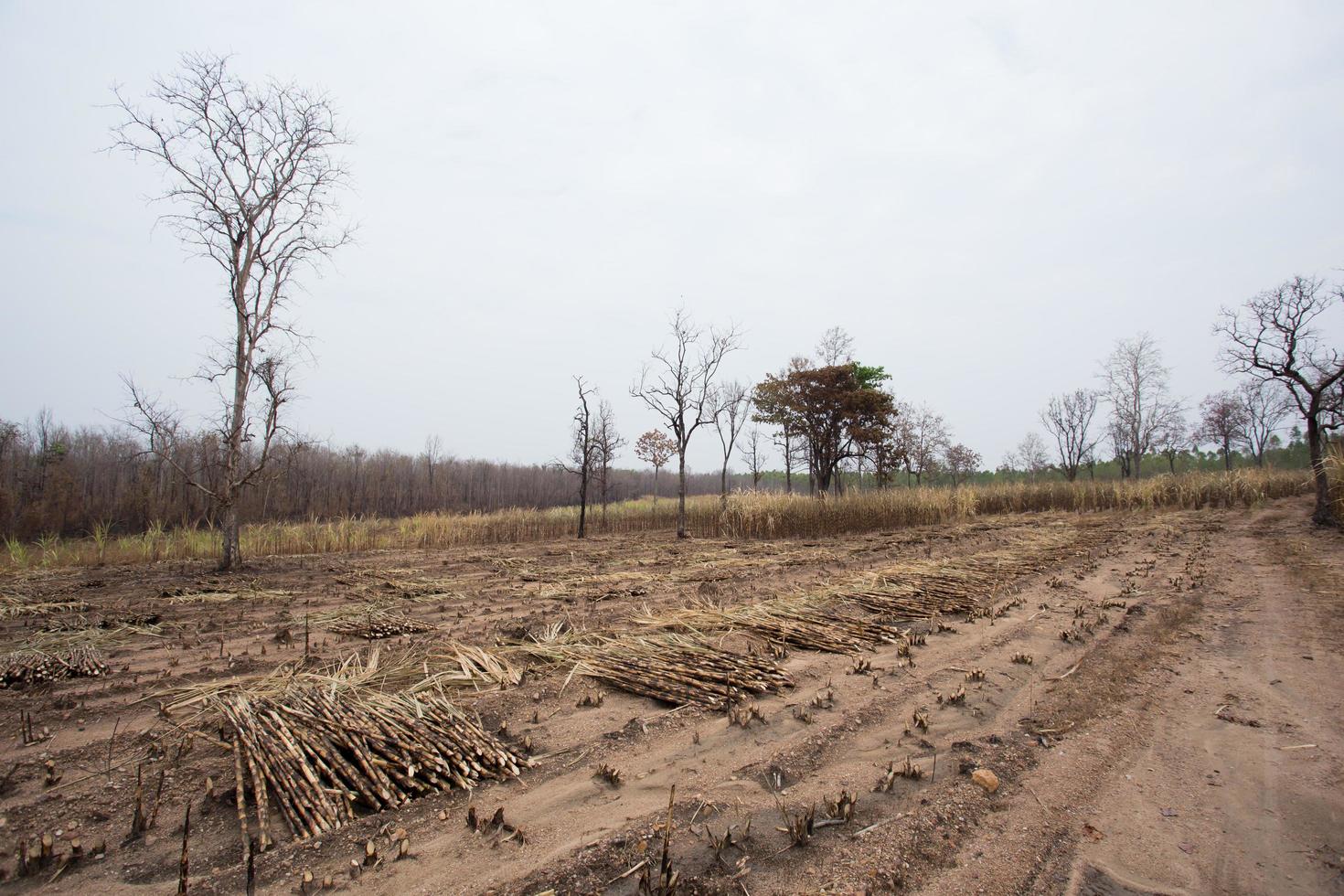 Sugarcane field fired photo