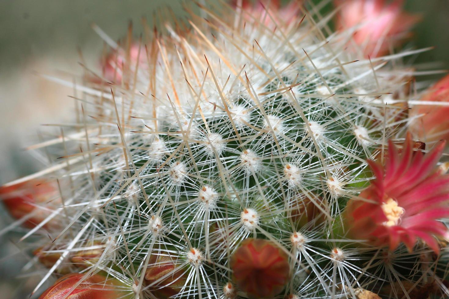 parte superior de una planta de cactus en flor foto