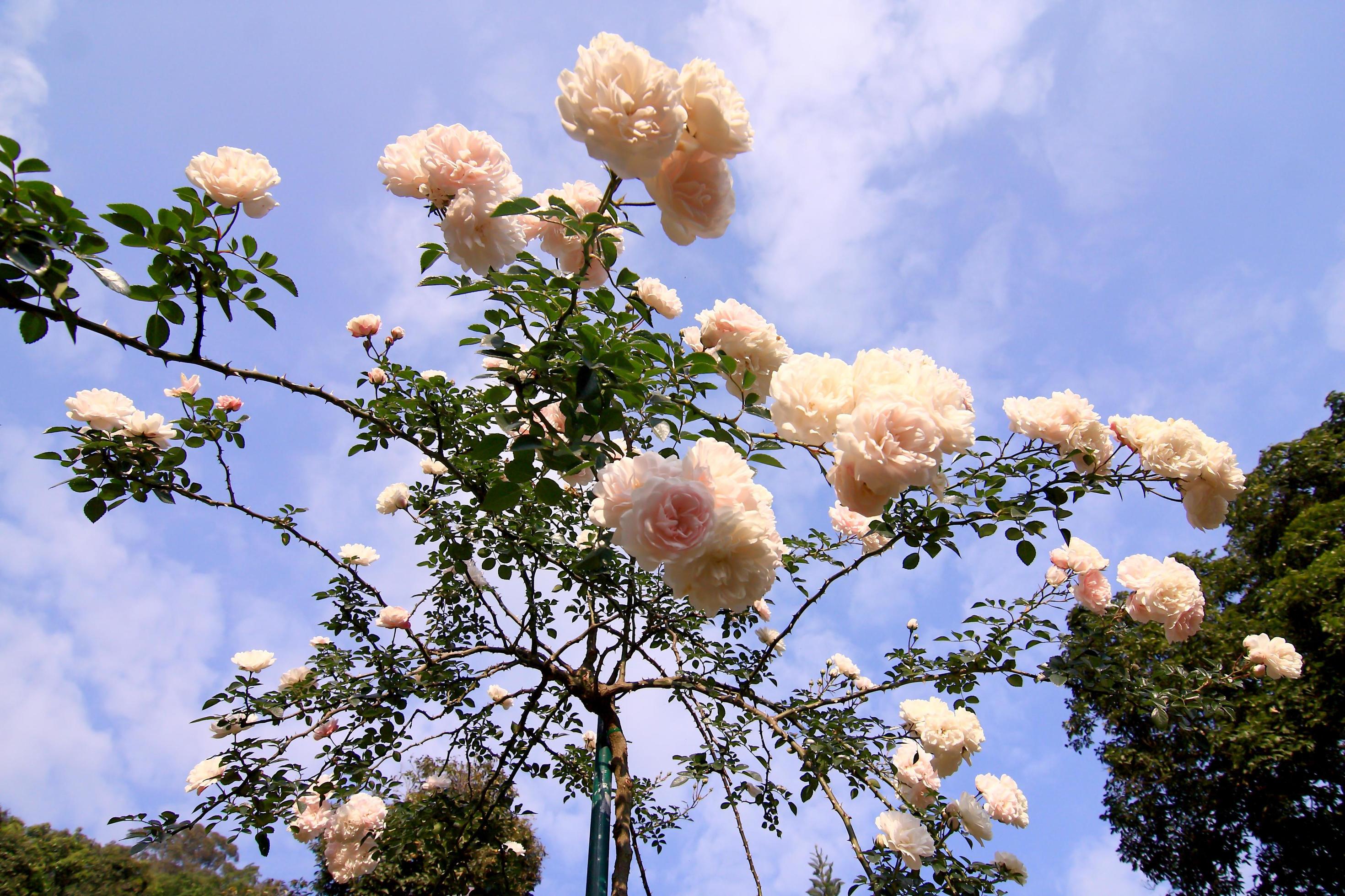 White roses - Alba,against blue sky. 10383278 Stock Photo at Vecteezy