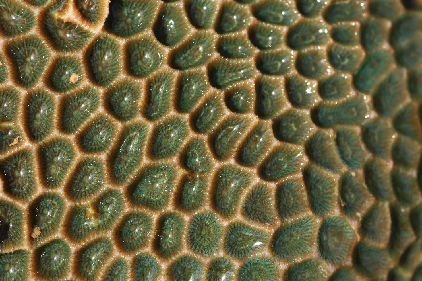 hard coral at low tide, thailand photo