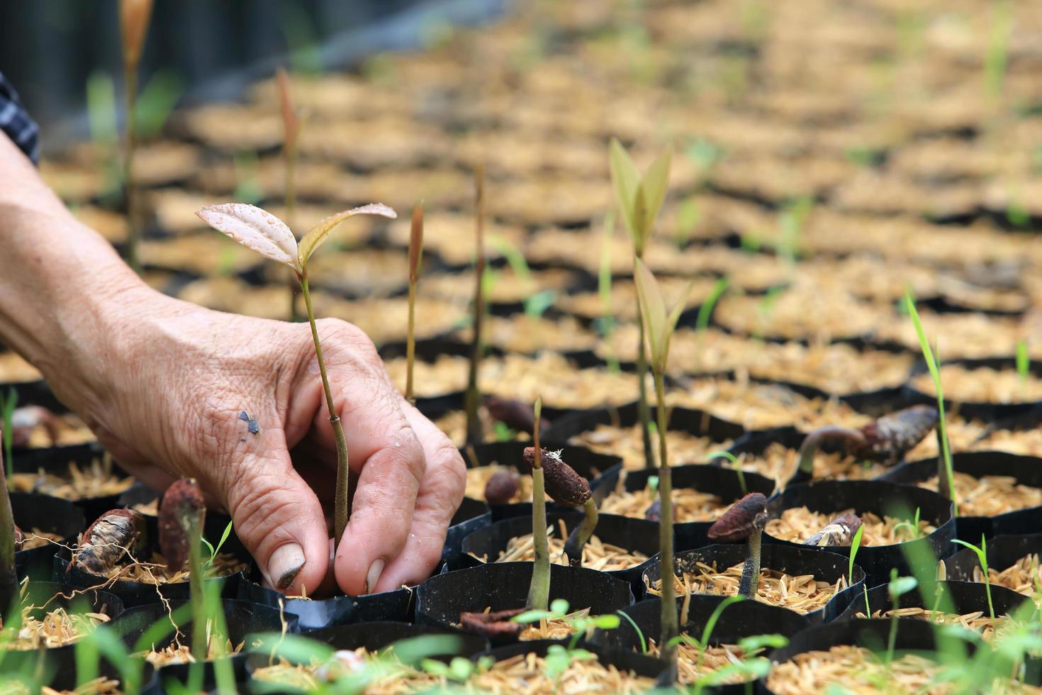 female hands hold a young seedling photo