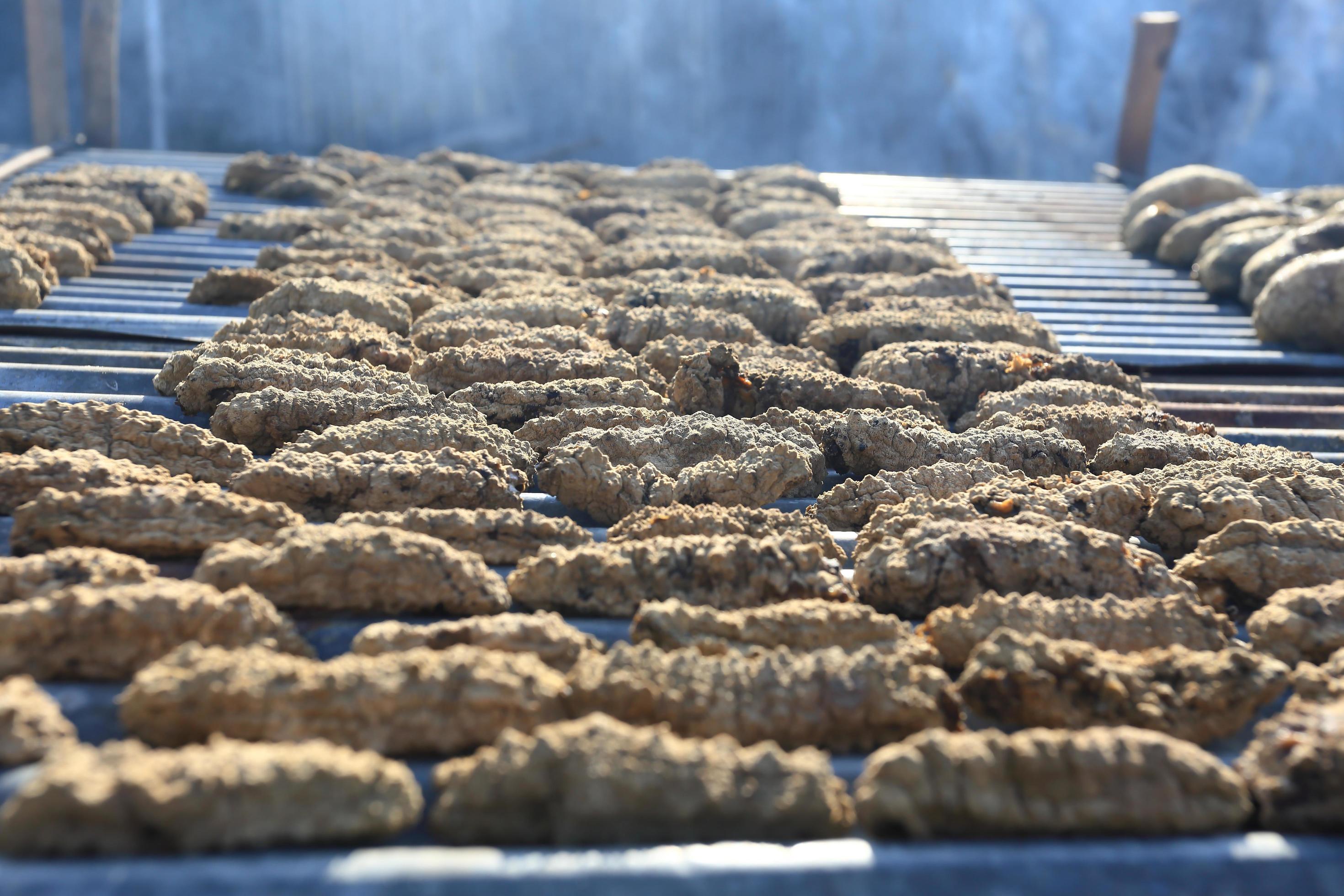 Drying Sea Cucumber Outdoor 10383370 Stock Photo at Vecteezy
