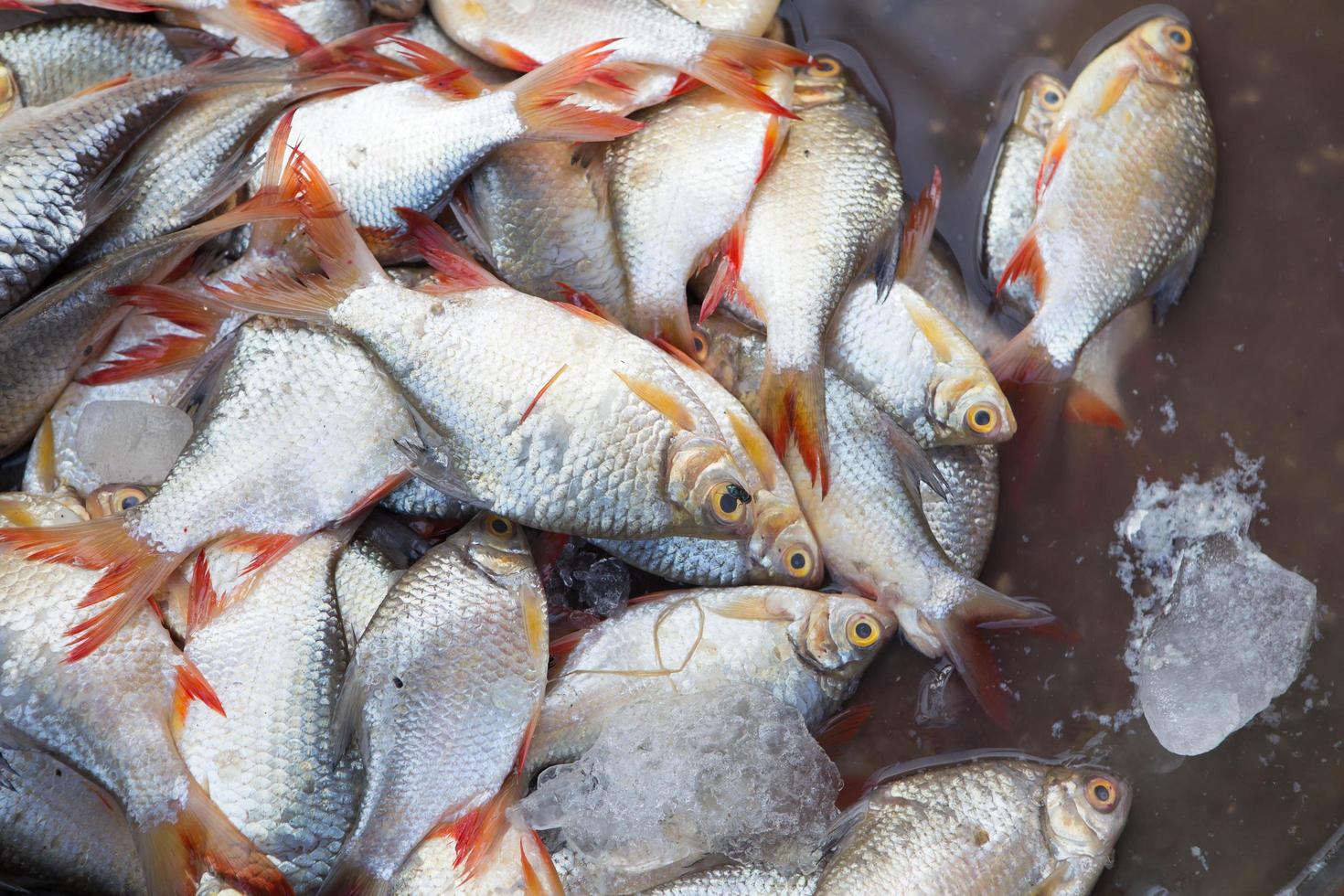 fresh seafood on the market in Thailand photo