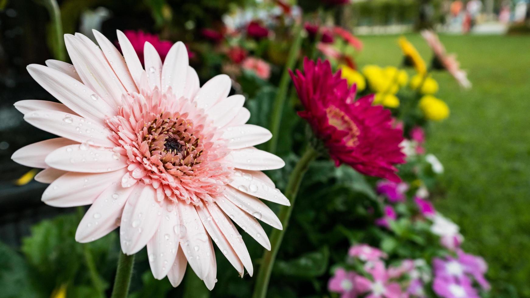 beautiful gerbera flower on the outdoor garden photo