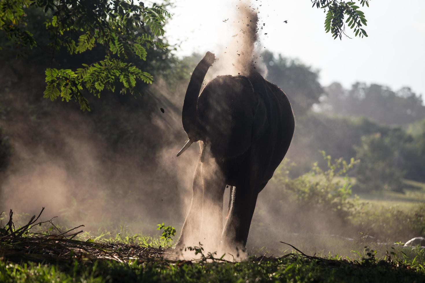 Asia elephant in surin,Thailand photo