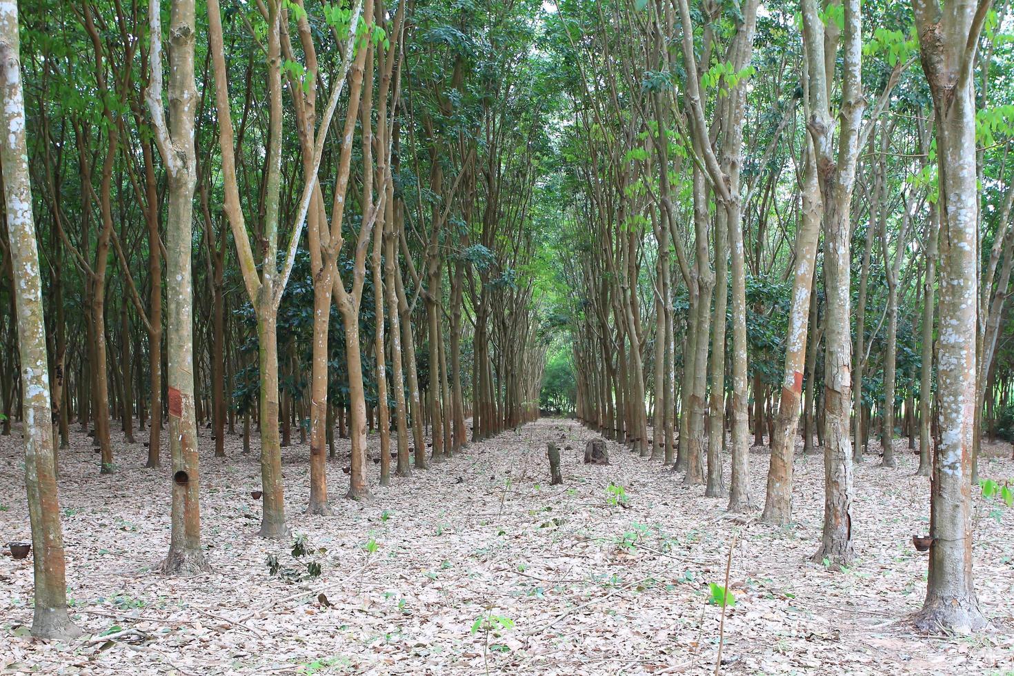 Para rubber tree garden in south of Thailand photo