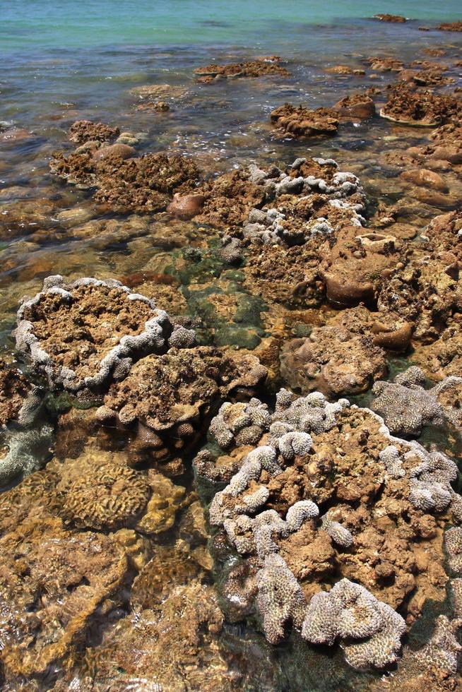 corales en aguas poco profundas durante la marea baja frente a la costa, tailandia foto