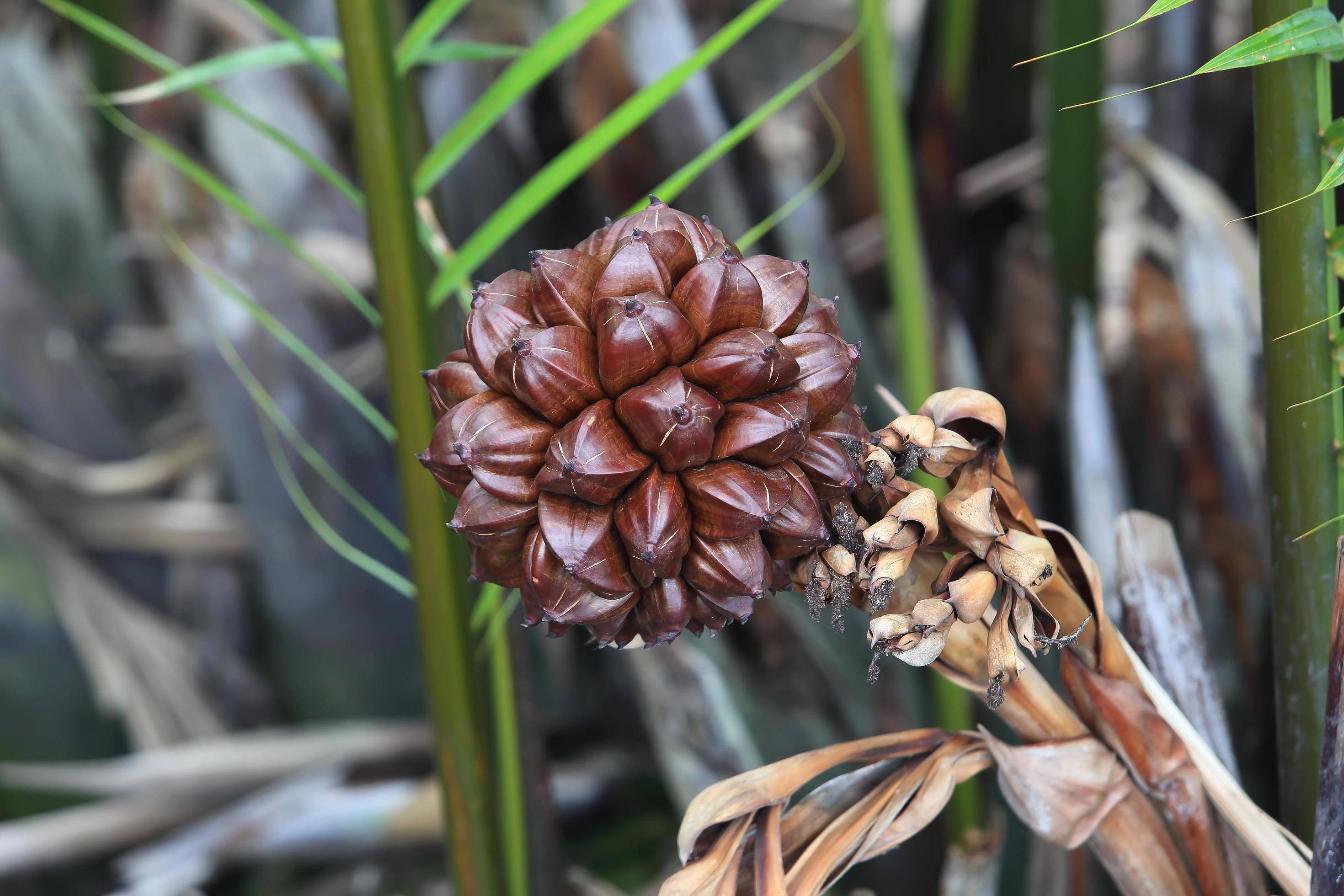 Nipa Palm Fruit 10383536 Stock Photo at Vecteezy