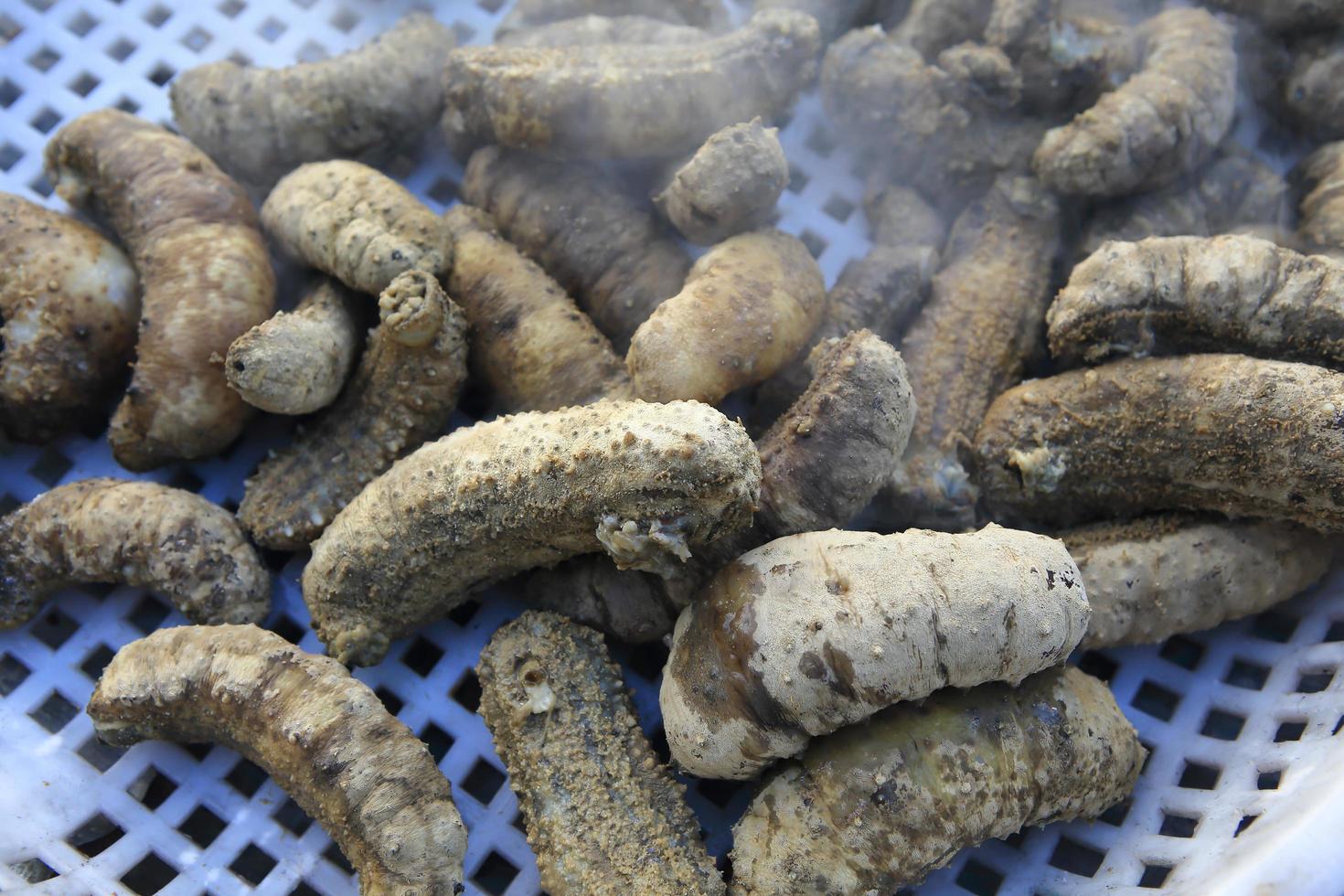 Drying Sea Cucumber Outdoor photo