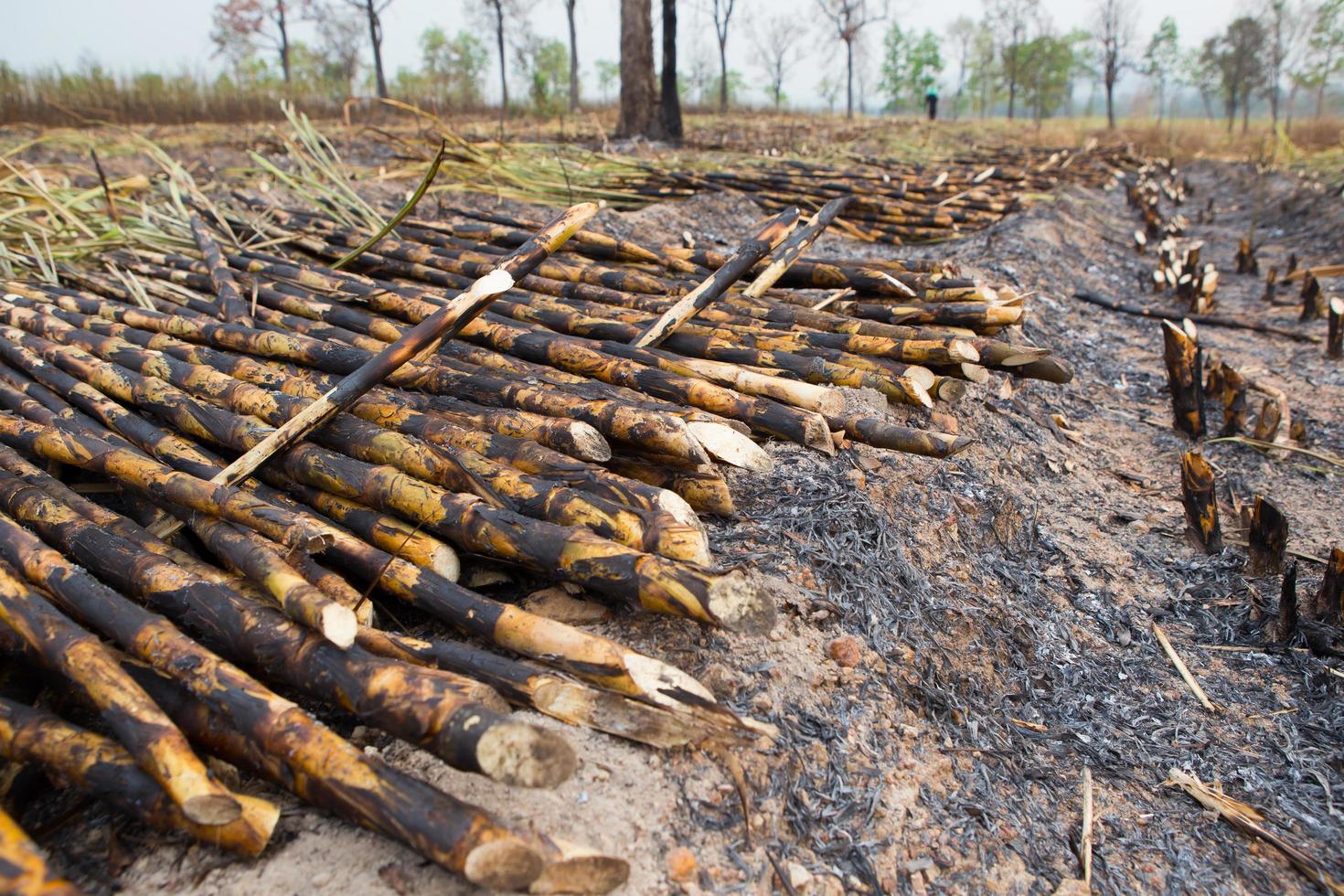 Sugarcane field fired photo