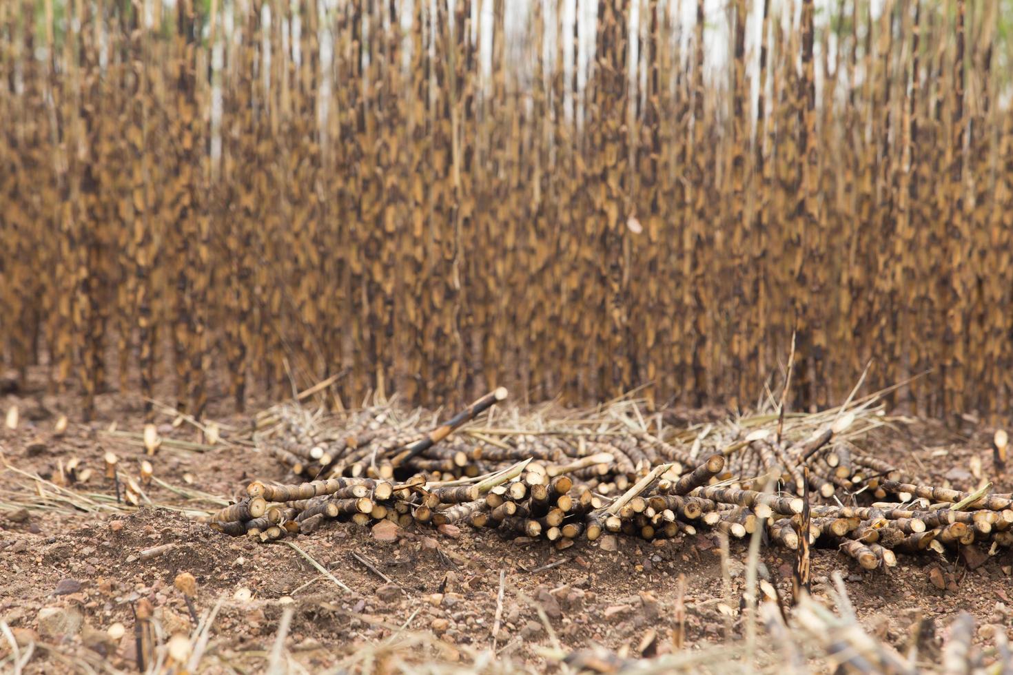 Sugarcane field fired 10383559 Stock Photo at Vecteezy