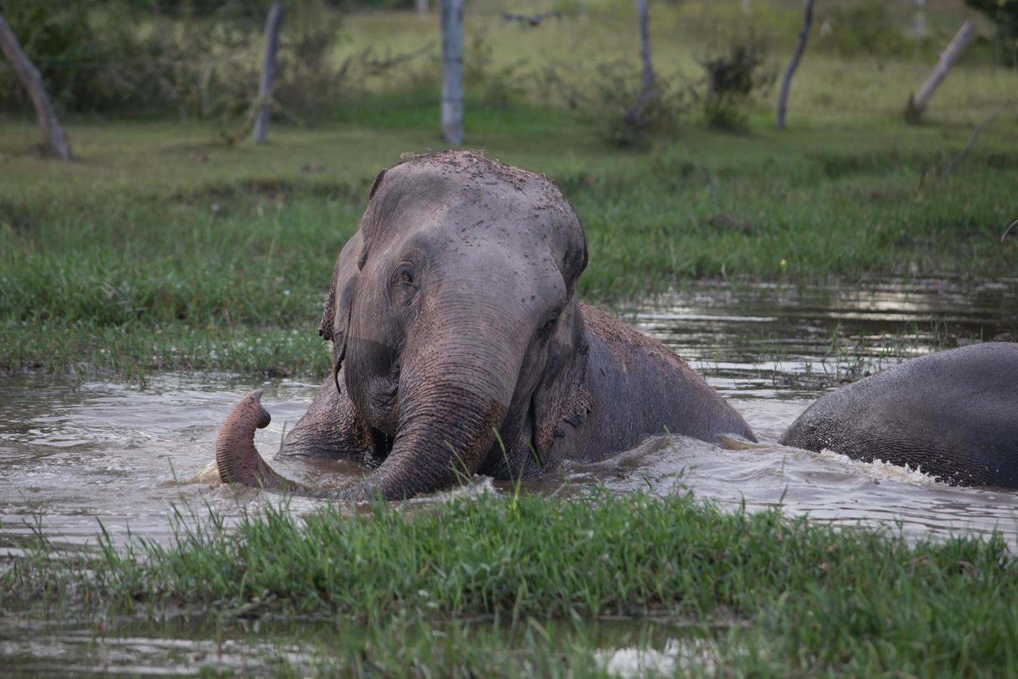 elefante asiático en surin, tailandia foto