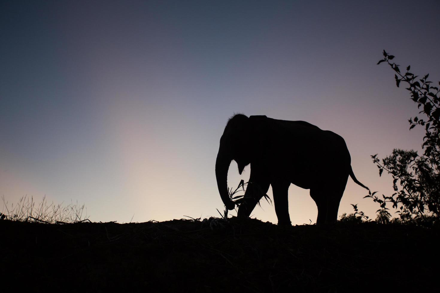 asia elephant in the forest at sunset photo