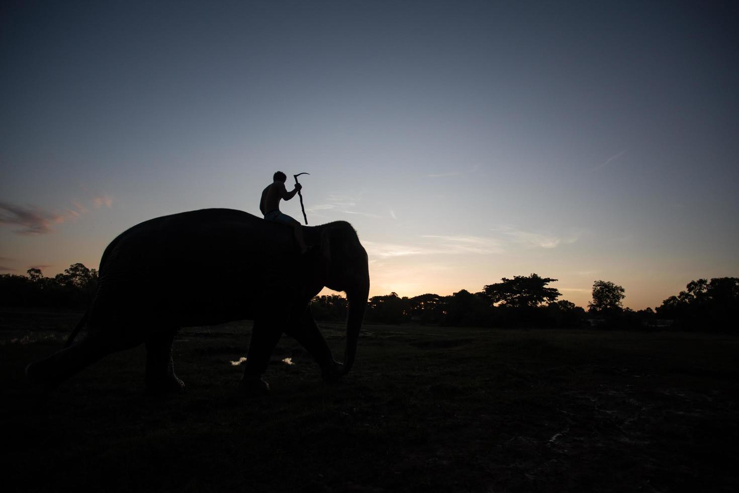 Elephant silhouette at sunset photo
