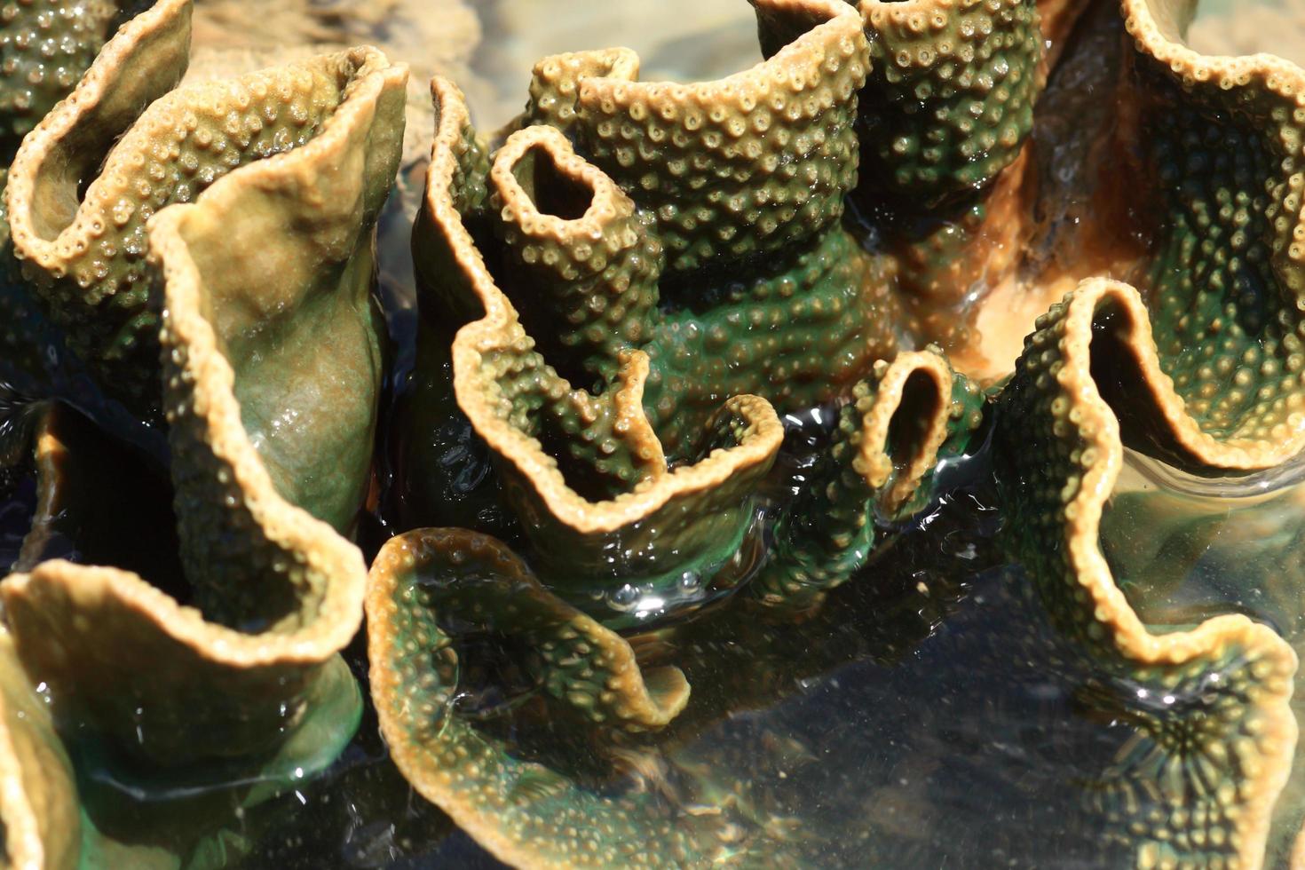 hard coral at low tide, thailand photo