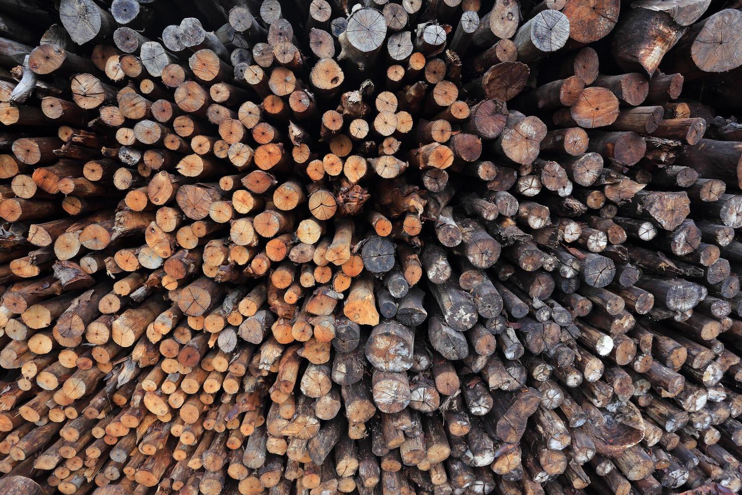 mangrove wood to be processed as charcoal photo