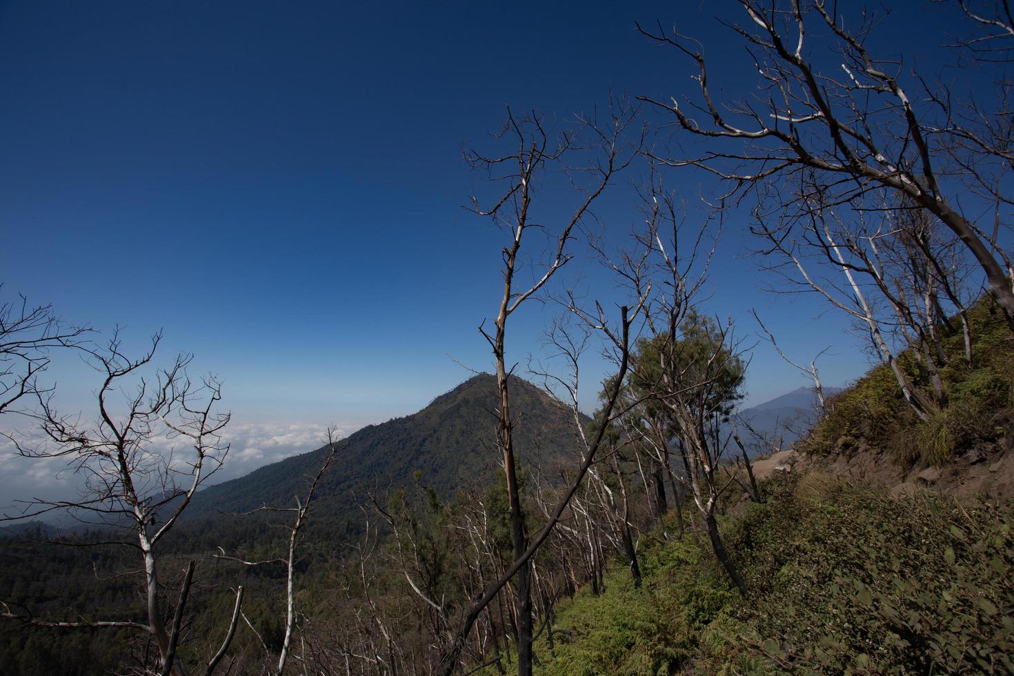 árbol muerto de gran altitud en camino al cráter kawah ijen, indonesia foto