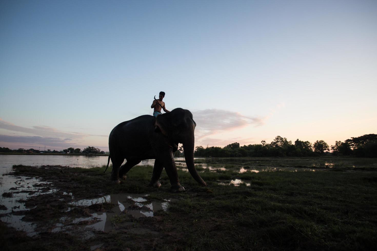 Elephant silhouette at sunset photo