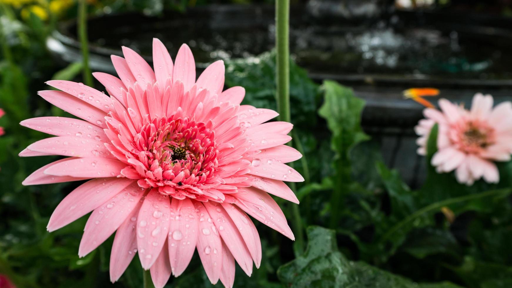 beautiful gerbera flower on the outdoor garden photo