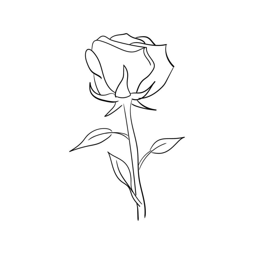 hand drawn line art rose flower vector illustration