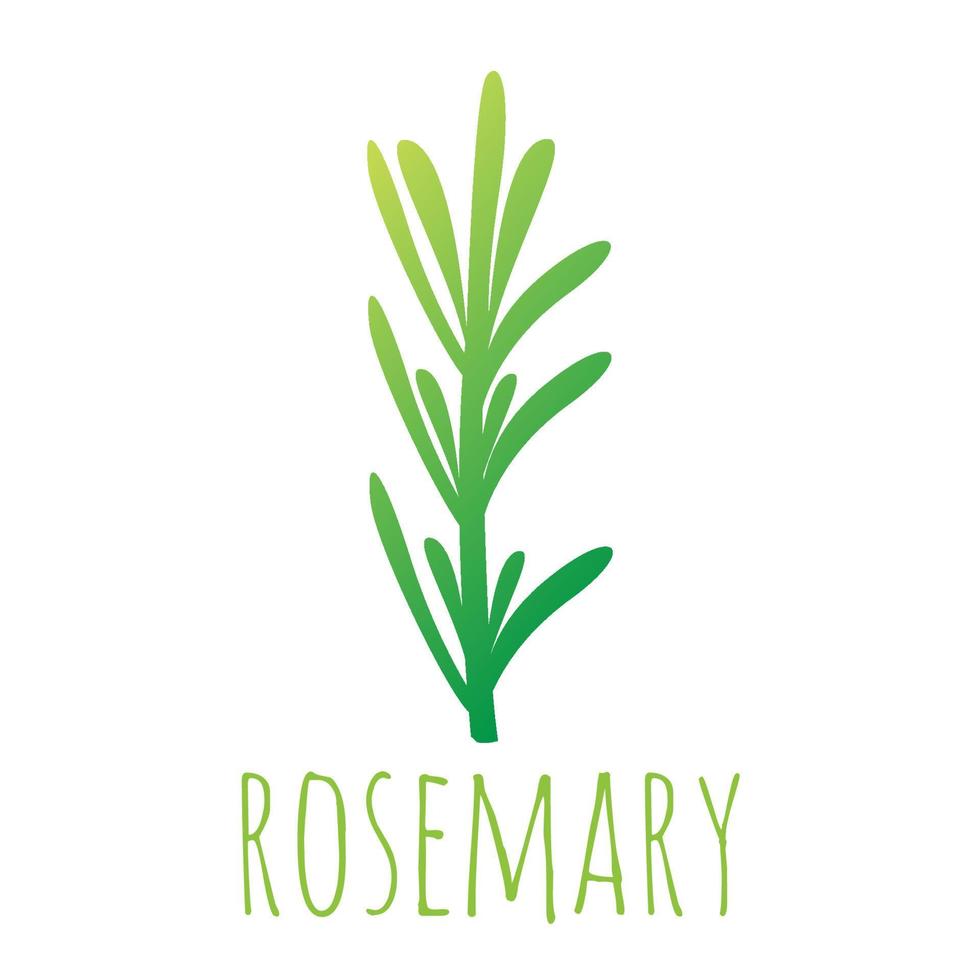 green rosemary leaf vector illustration 10384153 Vector Art at Vecteezy