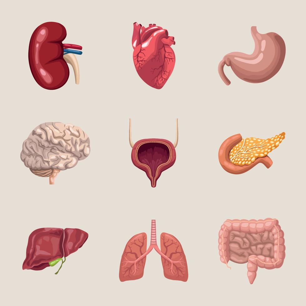 nine realistic human organs vector