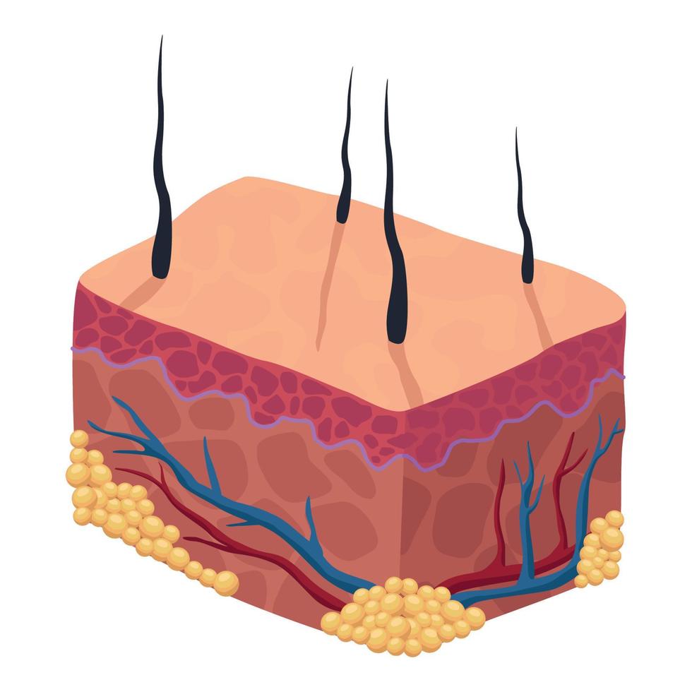 tejidos de la piel humana vector